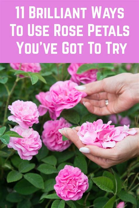11 Brilliant Ways To Use Rose Petals Youve Got To Try Rose Petals
