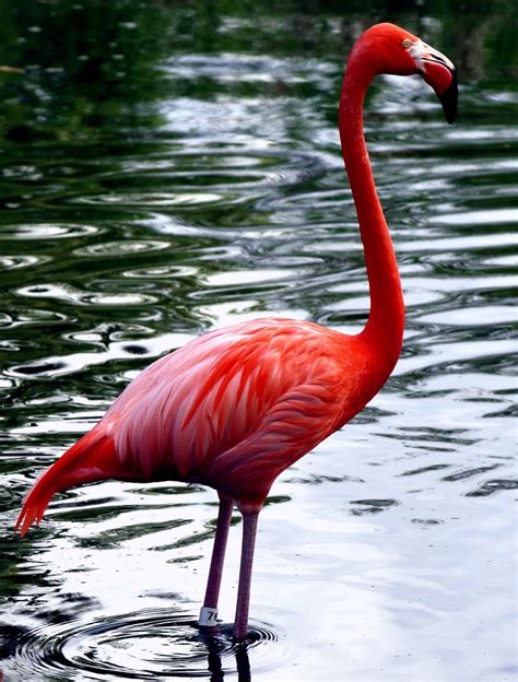 Tall And Pretty Pink Flamingo Miami Florida Pelicanpete Flickr