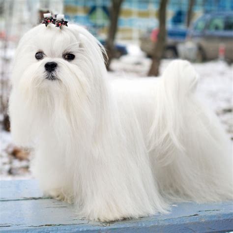 Long Haired Small Breed Dogs 20 Best Hypoallergenic Dogs Top Dog