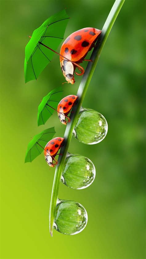 Ladybugs With Umbrellas Beautiful Bugs Beautiful Nature Wallpaper