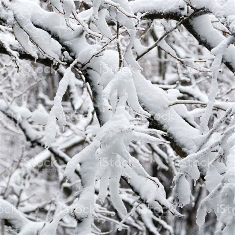 Close Up Of Branches Of Trees Covered With Ice And Snow Sleet Load