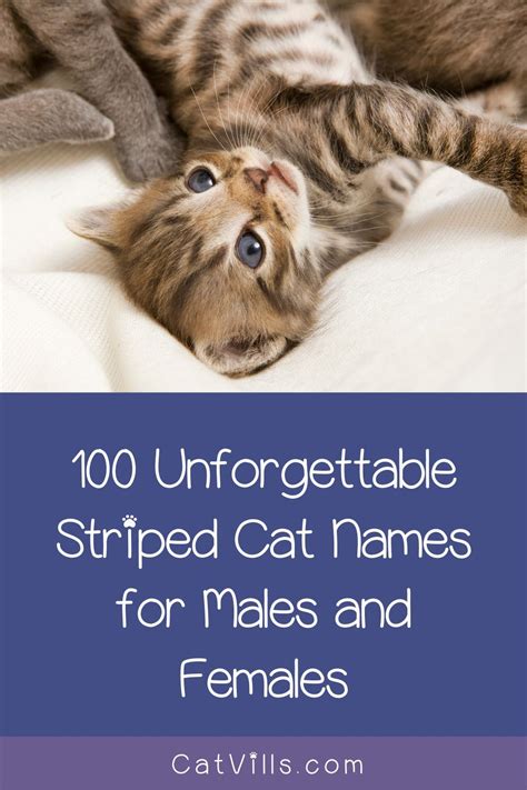 100 Unforgettable Striped Cat Names Male And Female Artofit