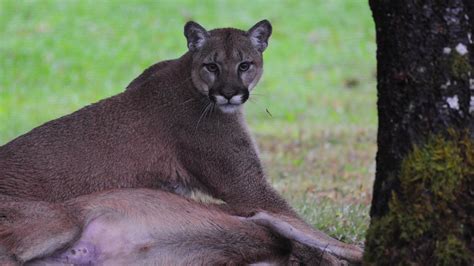 A Canadian Woman Had A Terrifying Encounter With A Huge Cougar In Her