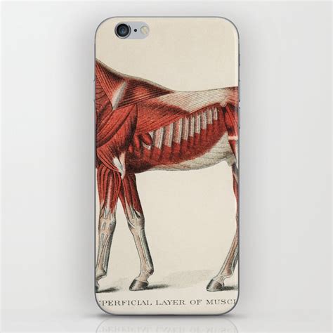 Superficial Layer Of Muscles Of A Horse Unknown Artist 1904 Iphone
