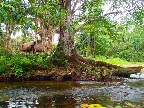 Belize Something.: Jungle Stream Picture Blog
