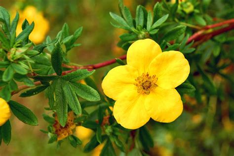 Red flowering shrubs identification guide. 10 Stunning Yellow Flowering Shrubs | Yellow flowering ...