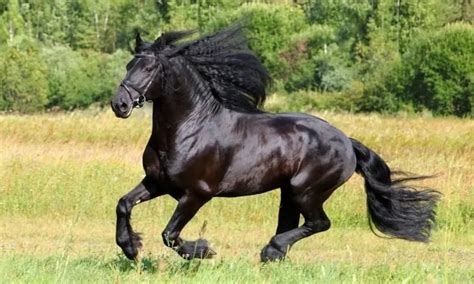 Most Beautiful Black Horse In The World