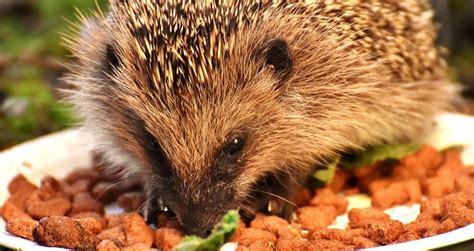They generally eat things like insects, fruits, vegetables & cat/dog food. The 5 Best Cat Foods For Hedgehogs | Our #1 Pick For 2020‎