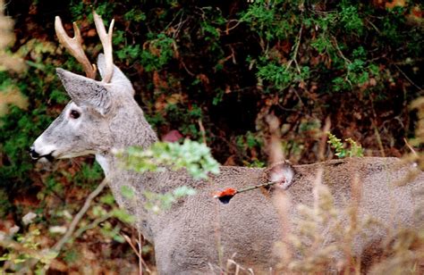 Buckshot does tend to wound more than kill btw. Would you shoot a Non-Mortally Wounded Deer?