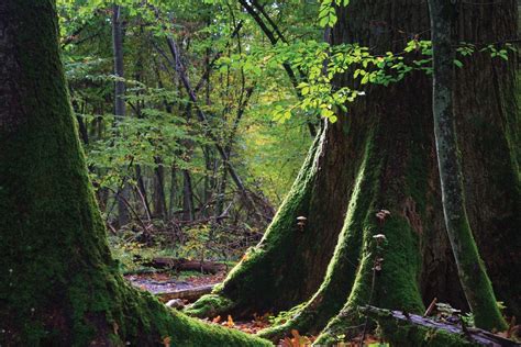 Under threat: Europe's old-growth forests | REVOLVE