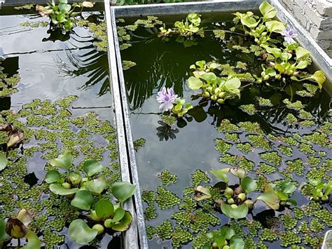 Xing Fu Water Hyacinth