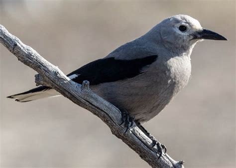 Colorado Birds Pictures And Bird Identification Tips
