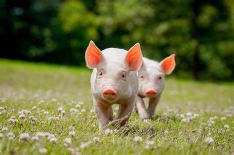 My Baby Pigs Hd Wallpapers New Tab Theme Mystart