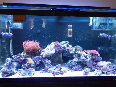 125 Gallon Reef Tank Equipment Rin Aquarium Fish