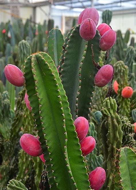 Peruvian Apple Cactus Plant Cereus Repandus Sow Exotic