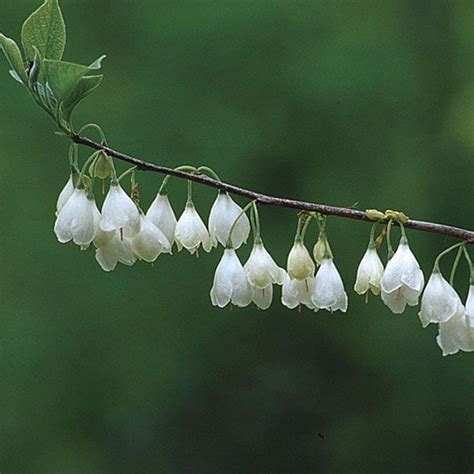 One of my favourite flowers. Carolina silverbell | Fine gardening, Deer resistant ...