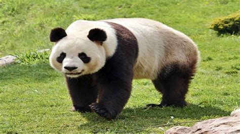 Giant Panda Facts Why Are Giant Pandas Endangered