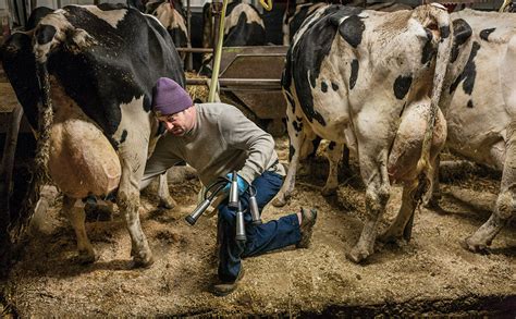 Dairy Farm Milking