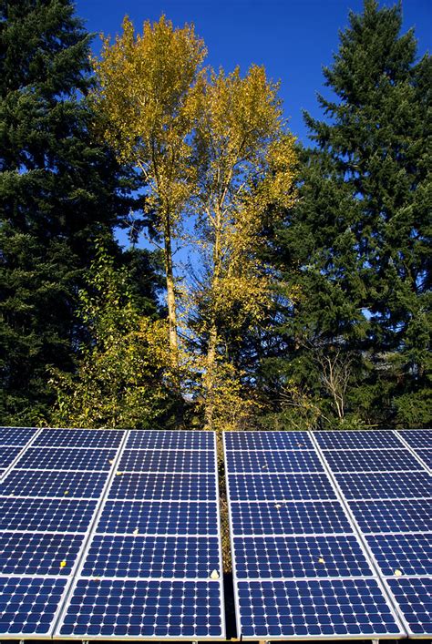 Solar Panels In Front Of Trees Trees Stand Over The Solar Flickr