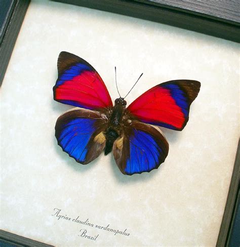 Electric Blue Framed Butterfly Real Framed Butterfly Real Butterfly Art