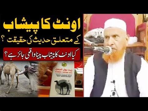 An iranian man claiming to be a specialist in islamic medicine called on iranians to drink camel urine because it is the best cure for coronavirus infections. Pin on deen