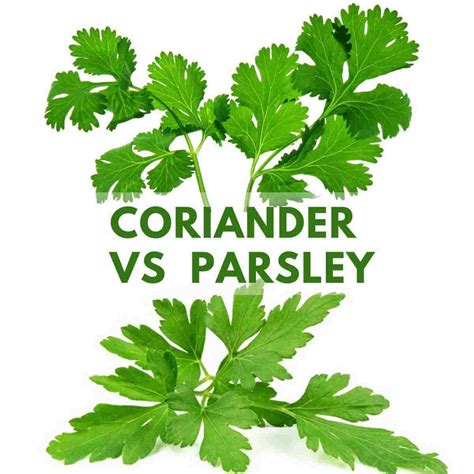 Coriander Vs Parsley 10 Differences You Should Know Simplybeyondherbs