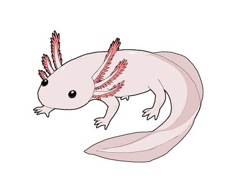 Axolotl Coloring Page Axolotl Line Drawing B Axolotl Weird Animals Vbs