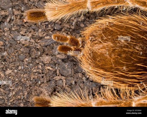 Spider Spinneret Hi Res Stock Photography And Images Alamy