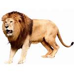 Lion Transparent Background Head Roaring Icon Resolution