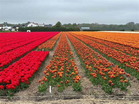 Where And When Will Dutch Tulips Bloom Find Out In Our Flower Forecast