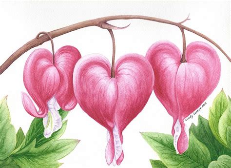 Bleeding Heart Flowers Painting By Cindy Lenker Fine Art America