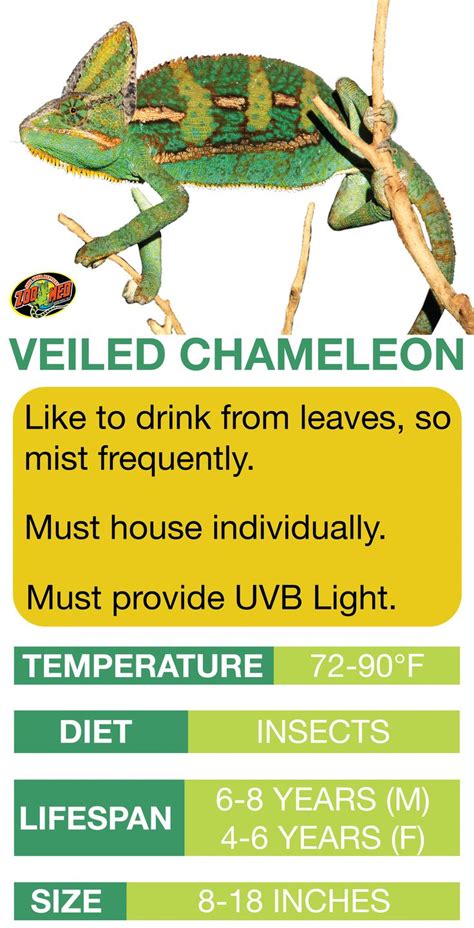 Veiled Chameleon Care Sheet Learn The Basics Of Veiled Chameleon