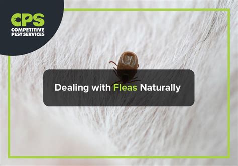 Dealing With Fleas Naturally Competitive Pest Services