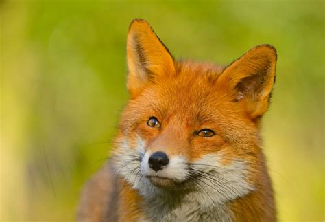 fox, Foxes Wallpapers HD / Desktop and Mobile Backgrounds