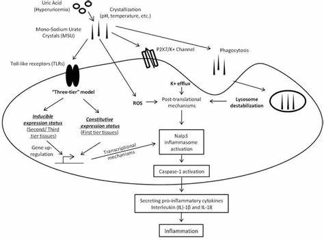 Гиперурикемия лечение диетой Гиперурикемия что это: Гиперурикемия: причины, симптомы, лечение Гиперурикемия что это: Гиперурикемия: причины, симптомы, лечение Гиперурикемия лечение диетой