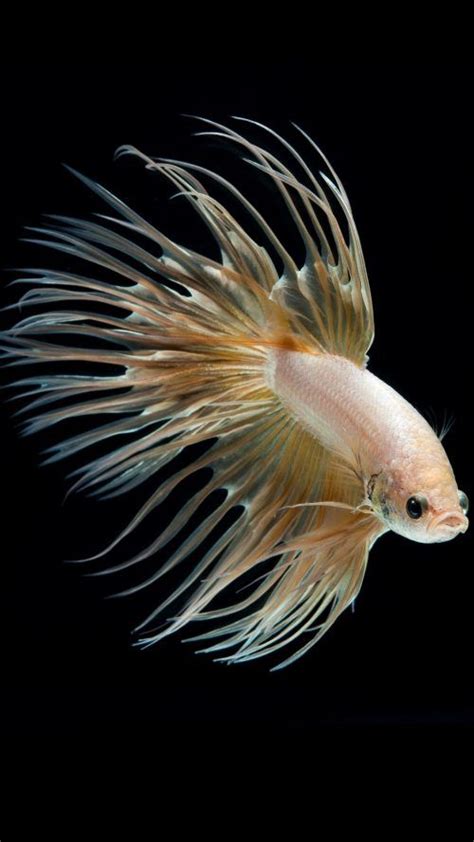 Albino Betta Fish Picture 4 Ikan Cupang Lukisan Seni Seni