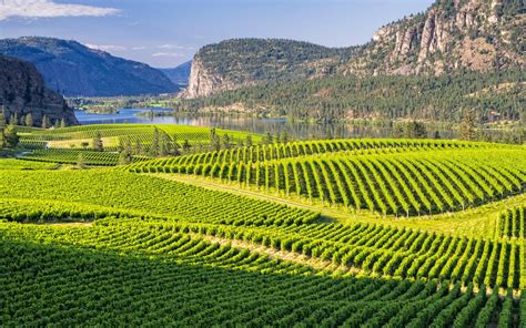 Okanagan Valley Wine Region Is Among Canadas Best