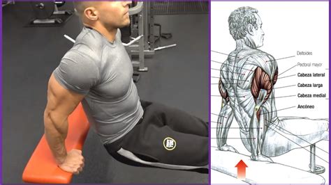 4 Ejercicios Para El Triceps Workout Fitness Body Doovi