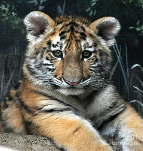 Bengal Tiger Cub Im The Baby Photograph By Scott B Bennett