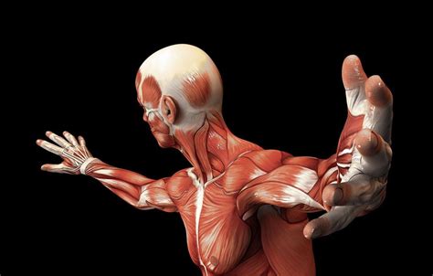Human Muscular System Illustration Muscle Anatomy Hum Vrogue Co