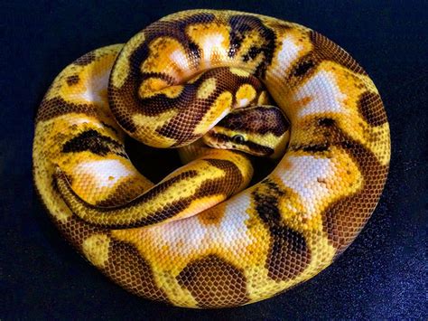 Calico Enchi Orange Dream Pastel Morph List World Of Ball Pythons