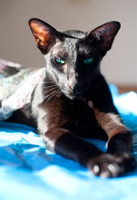 Oriental Shorthair Cat Is A Breed Of Domestic Cat That Is Closely