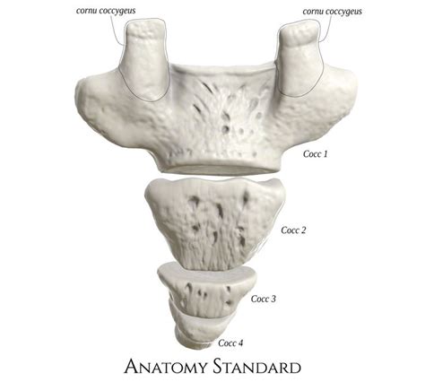 Coccyx Posterior Aspect Anatomy Lower Back Anatomy Natural History