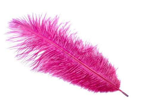 Pink Feather Stock Photo Image Of Natural Pink Close 8008894