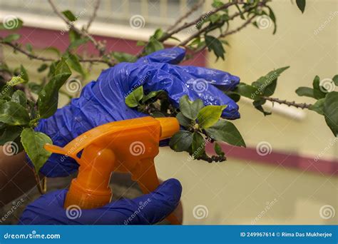 A Female Hand Wearing A Gloves And Caring And Doing Treatment Of A