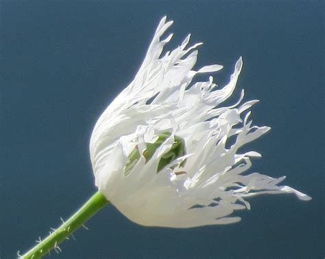 Fringed Persian White Poppy 250 Seeds The Seed Basket