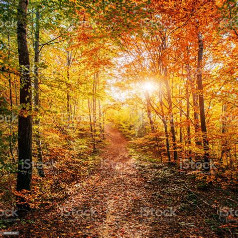 Forest Road In The Autumn Autumn Landscape Stock Photo Download Image