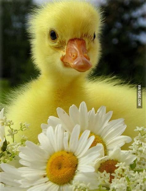 Adorable Cute Duckling With Flower Animals Cute Ducklings