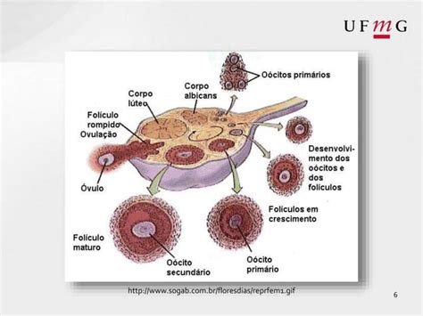 Fisiologia Da Reprodução Fêmeas