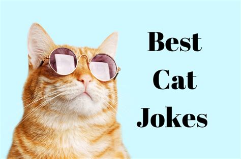 50 Cat Jokes—funny Cat Jokes Best Kitten Jokes For Kids Catjokes